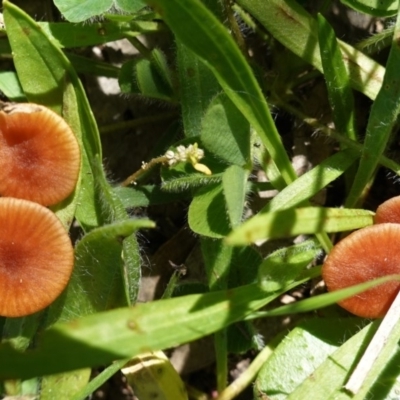 Laccaria sp. (Laccaria) at Deakin, ACT - 15 Apr 2020 by JackyF