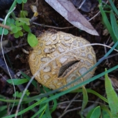 Scleroderma sp. (Scleroderma) at Deakin, ACT - 15 Apr 2020 by JackyF