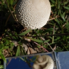 Macrolepiota sp. at Deakin, ACT - 15 Apr 2020 01:39 PM