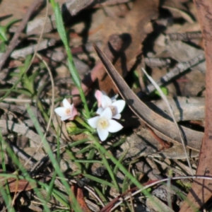 Boronia nana var. hyssopifolia at Mongarlowe, NSW - 15 Apr 2020