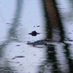 Chelodina longicollis at Mongarlowe, NSW - 15 Apr 2020 by LisaH