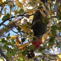 Callocephalon fimbriatum (Gang-gang Cockatoo) at Hughes, ACT - 15 Apr 2020 by JackyF