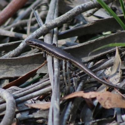 Eulamprus sp. (genus) (Water Skink) at Mongarlowe, NSW - 15 Apr 2020 by LisaH