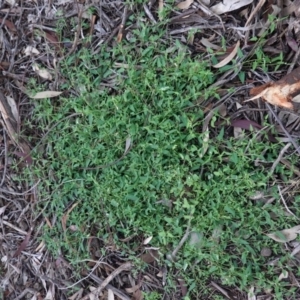 Einadia nutans at Deakin, ACT - 15 Apr 2020