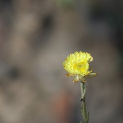 Coronidium sp. at Mongarlowe, NSW - 15 Apr 2020 by LisaH