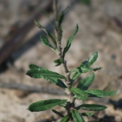 Coronidium sp. at Mongarlowe, NSW - 15 Apr 2020 12:34 PM