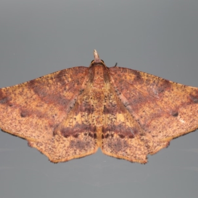 Rhinodia rostraria (Necklace Geometrid) at Ainslie, ACT - 13 Apr 2020 by jbromilow50