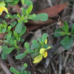 Hibbertia obtusifolia (Grey Guinea-flower) at Mongarlowe, NSW - 15 Apr 2020 by LisaH