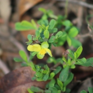 Hibbertia obtusifolia at Mongarlowe, NSW - 15 Apr 2020