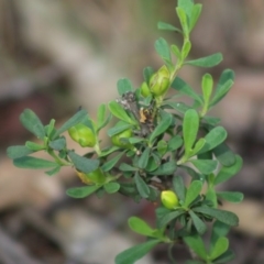 Hibbertia obtusifolia at Mongarlowe, NSW - 15 Apr 2020