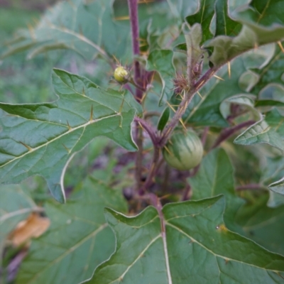 Solanum cinereum (Narrawa Burr) at Deakin, ACT - 15 Apr 2020 by JackyF