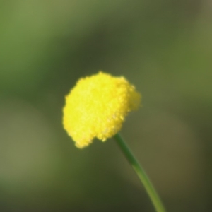 Craspedia variabilis at Mongarlowe, NSW - 15 Apr 2020