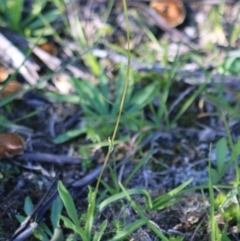 Craspedia variabilis at Mongarlowe, NSW - 15 Apr 2020