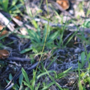 Craspedia variabilis at Mongarlowe, NSW - 15 Apr 2020