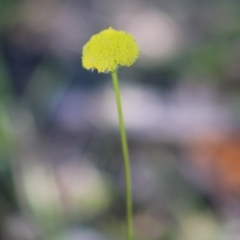 Craspedia variabilis at Mongarlowe, NSW - 15 Apr 2020