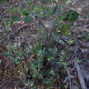 Melichrus urceolatus at Deakin, ACT - 15 Apr 2020