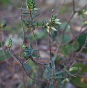 Melichrus urceolatus at Deakin, ACT - 15 Apr 2020