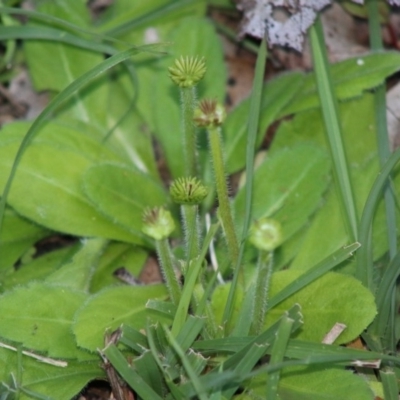 Solenogyne gunnii (Solengyne) at Mongarlowe, NSW - 15 Apr 2020 by LisaH