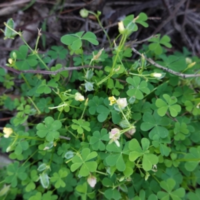 Oxalis thompsoniae (Fluffy-fruit Wood-sorrel) at Deakin, ACT - 15 Apr 2020 by JackyF