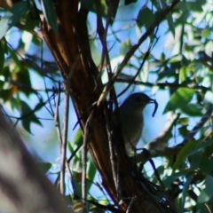 Colluricincla harmonica (Grey Shrikethrush) at Mongarlowe River - 15 Apr 2020 by LisaH