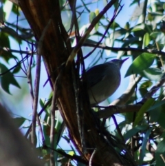 Colluricincla harmonica at Mongarlowe, NSW - 15 Apr 2020 12:21 PM