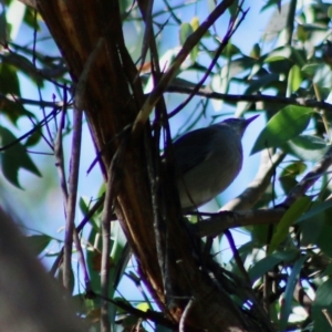 Colluricincla harmonica at Mongarlowe, NSW - 15 Apr 2020 12:21 PM