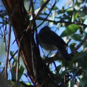 Colluricincla harmonica at Mongarlowe, NSW - 15 Apr 2020 12:21 PM