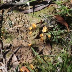 Lichenomphalia chromacea at Mongarlowe, NSW - 15 Apr 2020