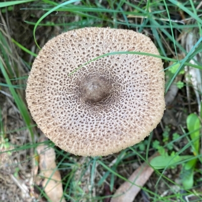 Macrolepiota sp. at Mongarlowe, NSW - 15 Apr 2020 by LisaH