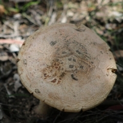 Amanita sp. (Amanita sp.) at Mongarlowe, NSW - 15 Apr 2020 by LisaH