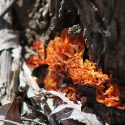 Podoscypha petalodes at Mongarlowe, NSW - 15 Apr 2020 by LisaH