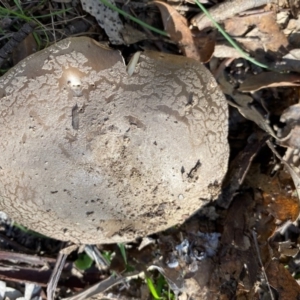 Amanita sp. at Mongarlowe, NSW - 15 Apr 2020