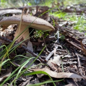 Amanita sp. at Mongarlowe, NSW - 15 Apr 2020