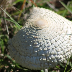 Macrolepiota sp. at Mongarlowe, NSW - 15 Apr 2020