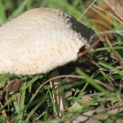 Macrolepiota sp. at Mongarlowe, NSW - 15 Apr 2020