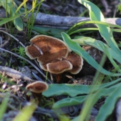 Coltricia sp. at Mongarlowe, NSW - 15 Apr 2020 by LisaH