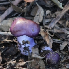 Cortinarius archeri s.l. (Emperor Cortinar) at Mongarlowe, NSW - 15 Apr 2020 by LisaH