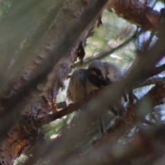 Melithreptus brevirostris (Brown-headed Honeyeater) at Mongarlowe River - 15 Apr 2020 by LisaH