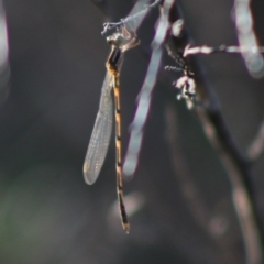 Austrolestes leda (Wandering Ringtail) at Mongarlowe River - 15 Apr 2020 by LisaH