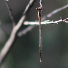 Austrolestes leda at QPRC LGA - 15 Apr 2020