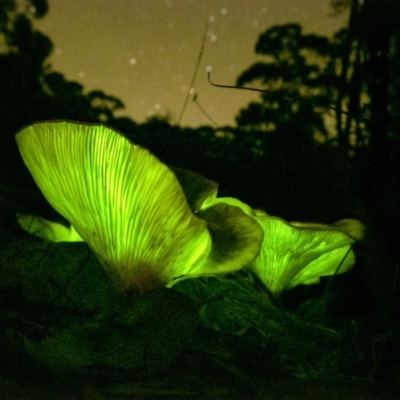 Omphalotus nidiformis (Ghost Fungus) at Penrose, NSW - 15 Apr 2020 by Aussiegall