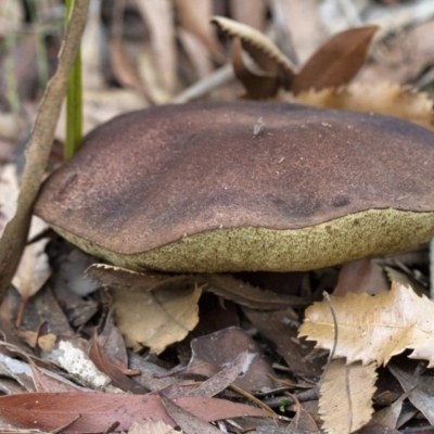 Unidentified Fungus, Moss, Liverwort, etc at Penrose, NSW - 3 Apr 2020 by Aussiegall