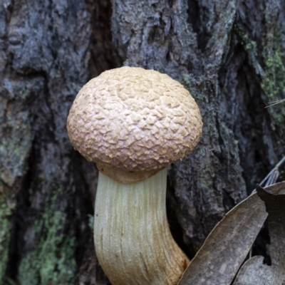 Unidentified Fungus, Moss, Liverwort, etc at Penrose - 3 Apr 2020 by Aussiegall