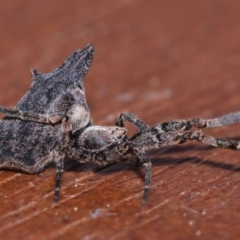 Philoponella congregabilis (Social house spider) at Evatt, ACT - 27 Sep 2015 by TimL