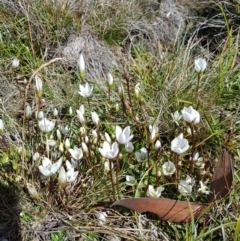 Gentianella sp. (A Gentian) at Cotter River, ACT - 15 Apr 2020 by nathkay