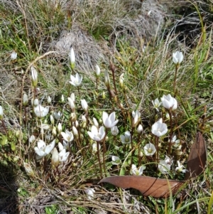 Gentianella sp. at Cotter River, ACT - 15 Apr 2020 12:03 PM