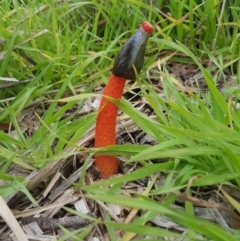 Phallus rubicundus (Phallus rubicundus) at Paddys River, ACT - 14 Apr 2020 by nathkay