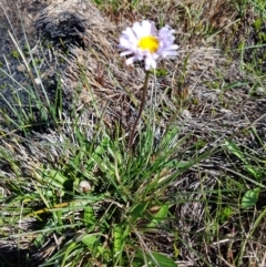 Brachyscome scapigera (Tufted Daisy) at Cotter River, ACT - 15 Apr 2020 by nathkay