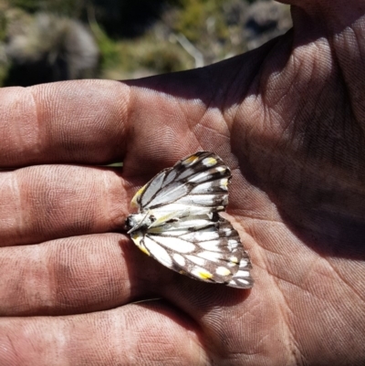 Belenois java (Caper White) at Cotter River, ACT - 15 Apr 2020 by nath_kay