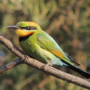 Merops ornatus at Tuggeranong DC, ACT - 15 Jan 2020